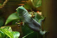 Phelsuma Grandis