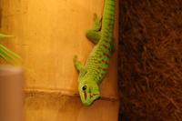 Phelsuma Grandis