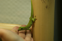 Phelsuma Grandis