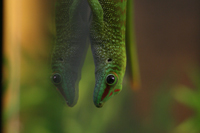 Phelsuma Grandis