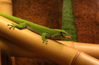 Phelsuma Grandis