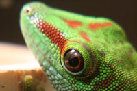 Phelsuma Grandis