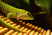 Phelsuma Grandis