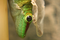 Phelsuma Grandis Häutung