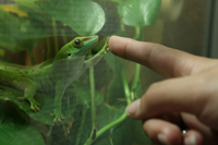 Phelsuma Grandis